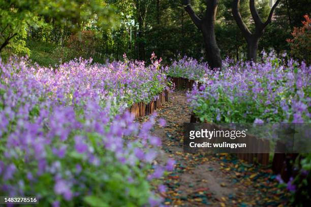 blooming purple cruciferous flowers  with dew in the morning - morning dew flower garden stock-fotos und bilder