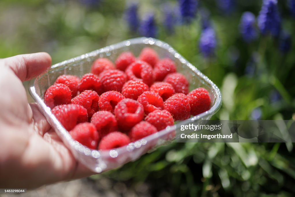 Premium Packaging For Raspberry Recyclable Transparent Pet Packaging With Fresh And Clean Raspberries ...