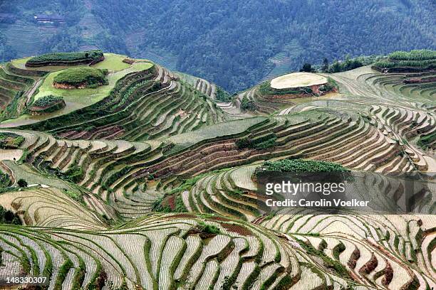 rice terraces in longsheng, china - longsheng stock-fotos und bilder
