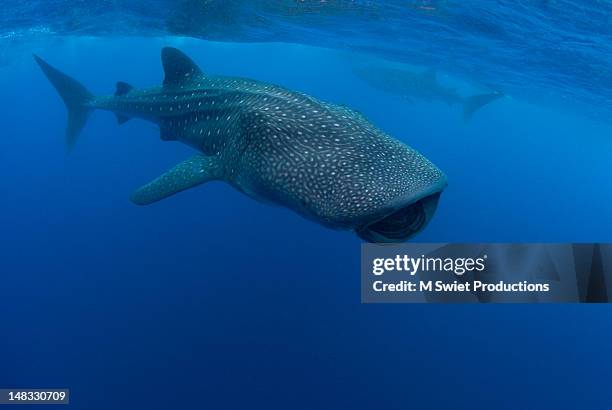 whale sharks - mujeres fotos stock-fotos und bilder