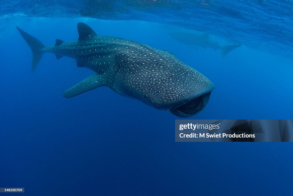 Whale sharks