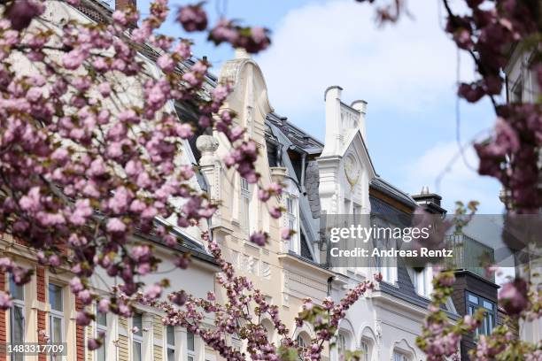 Cherry tree blossoms bloom along the city's "Cherry Blossom Alley" on April 19, 2023 in Bonn, Germany. The site is famous for its cherry trees and...