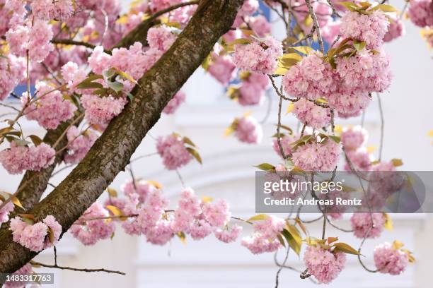 Cherry tree blossoms bloom along the city's "Cherry Blossom Alley" on April 19, 2023 in Bonn, Germany. The site is famous for its cherry trees and...