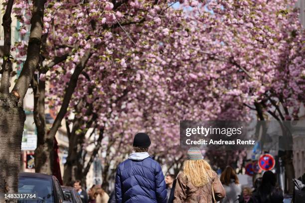 Cherry tree blossoms bloom along the city's "Cherry Blossom Alley" on April 19, 2023 in Bonn, Germany. The site is famous for its cherry trees and...