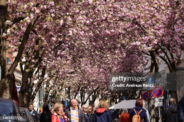 Cherry tree blossoms bloom along the city's "Cherry Blossom Alley" on April 19, 2023 in Bonn, Germany. The site is famous for its cherry trees and...