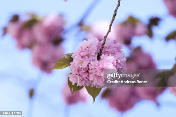 Cherry tree blossoms bloom along the city's "Cherry Blossom Alley" on April 19, 2023 in Bonn, Germany. The site is famous for its cherry trees and...