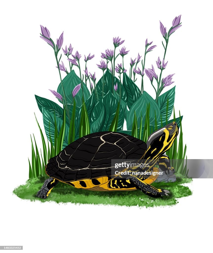 The turtle