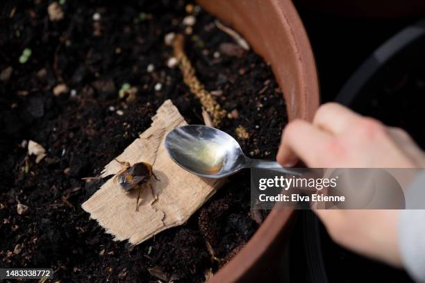 child offering a tired bumblebee some sweetened water from a teaspoon. - kindness stock pictures, royalty-free photos & images