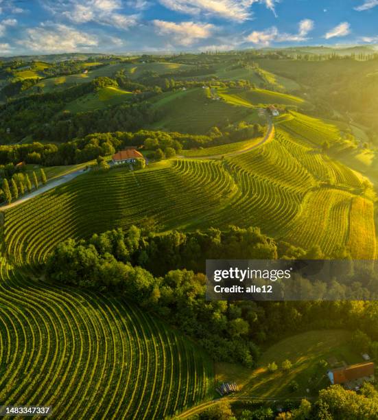 sunrise in vineyard - slovenia stock pictures, royalty-free photos & images
