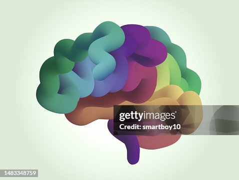 Stylized Human Brain Stylized Human Brain