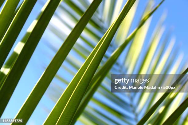 close-up of palm leaf,romania - palm tree stock pictures, royalty-free photos & images