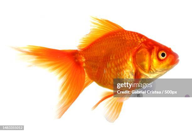 close-up of goldfish against white background - goldfisch stock-fotos und bilder