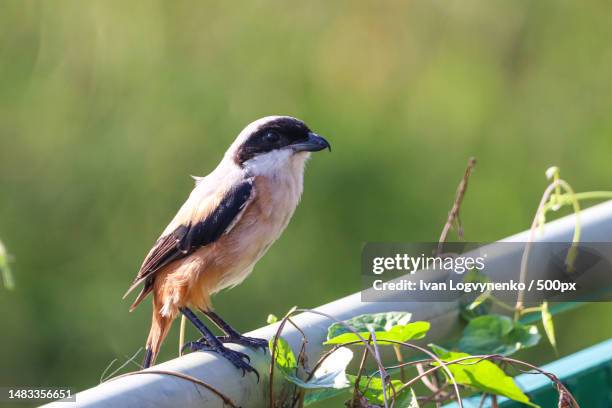 close-up of bird perching on wood - shrike stock pictures, royalty-free photos & images