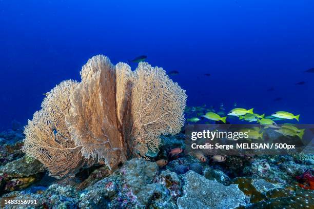 close-up of coral in sea,mayotte - comores stock pictures, royalty-free photos & images