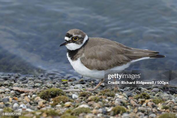 close-up of seagull perching on shore - regenpfeifer stock-fotos und bilder