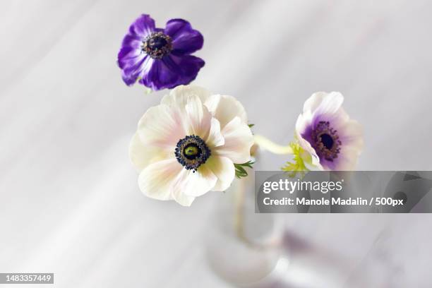 close-up of flowers in vase on table - anemone flower arrangements stock pictures, royalty-free photos & images