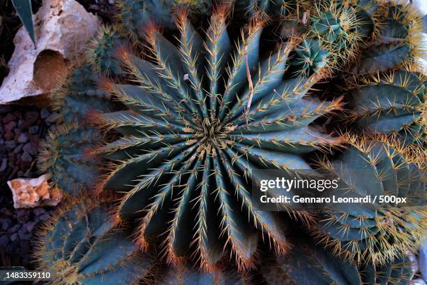 full frame shot of cactus,naples,na,italy - thorn like stock pictures, royalty-free photos & images