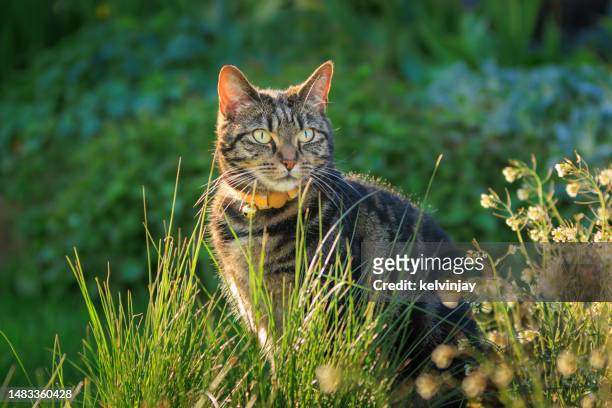 cute young tabby cat playing in a garden - tabby cat stockfoto's en -beelden