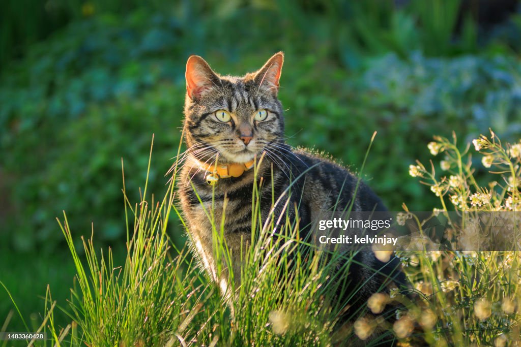 Cute young tabby cat playing in a garden