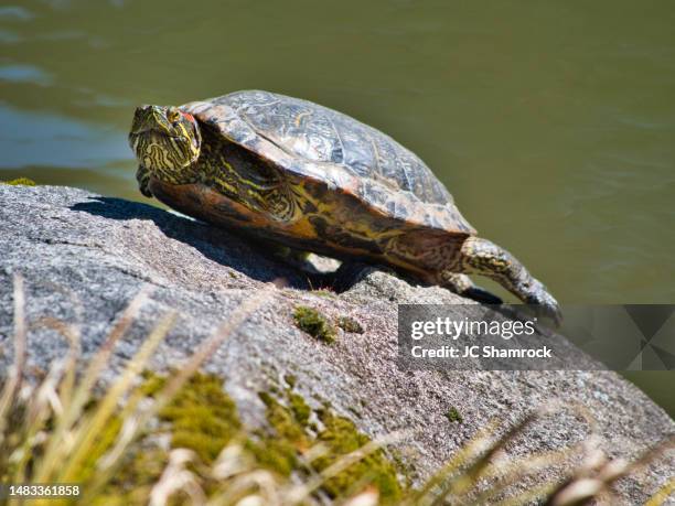 1,557 Turtles Rocks Stock Photos, High-Res Pictures, and Images - Getty ...
