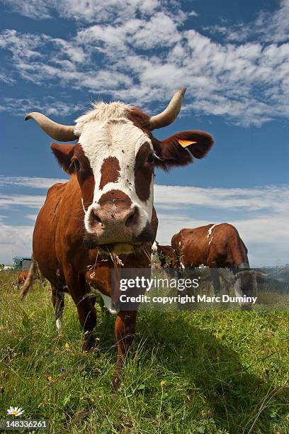 french cow - abondance stock pictures, royalty-free photos & images