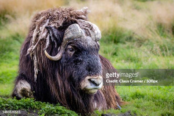 close-up of highland cattle on field - wild cattle stockfoto's en -beelden