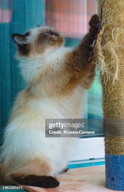 cat sharpening claws on scratching post - klauw-lichaamsdeel-van-dieren stockfoto's en -beelden