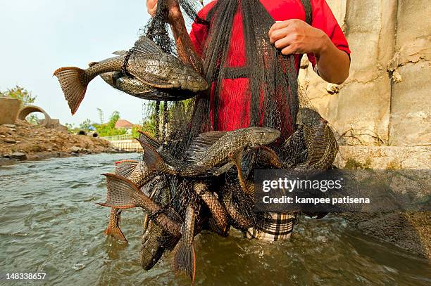armored catfish - loricariidae stock pictures, royalty-free photos & images