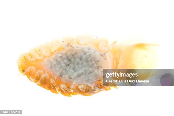 fertilized eggs of cymothoa exigua - roundworm stock pictures, royalty-free photos & images