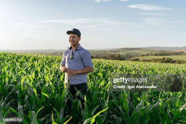 young farmer in the corn field - brazilian ethnicity stock pictures, royalty-free photos & images