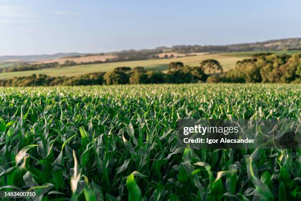 piantagione di mais - piantagione foto e immagini stock