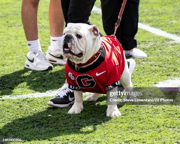 During a game between Georgia Bulldogs Red and Georgia Bulldogs Black at Sanford Stadium on April 15, 2023 in Athens, Georgia.