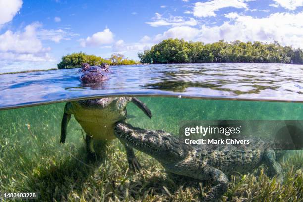 crocodile pair showing affection in the mangroves - greater antilles stock pictures, royalty-free photos & images