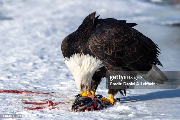 bald eagle eating a salmon - eagle attack stock pictures, royalty-free photos & images