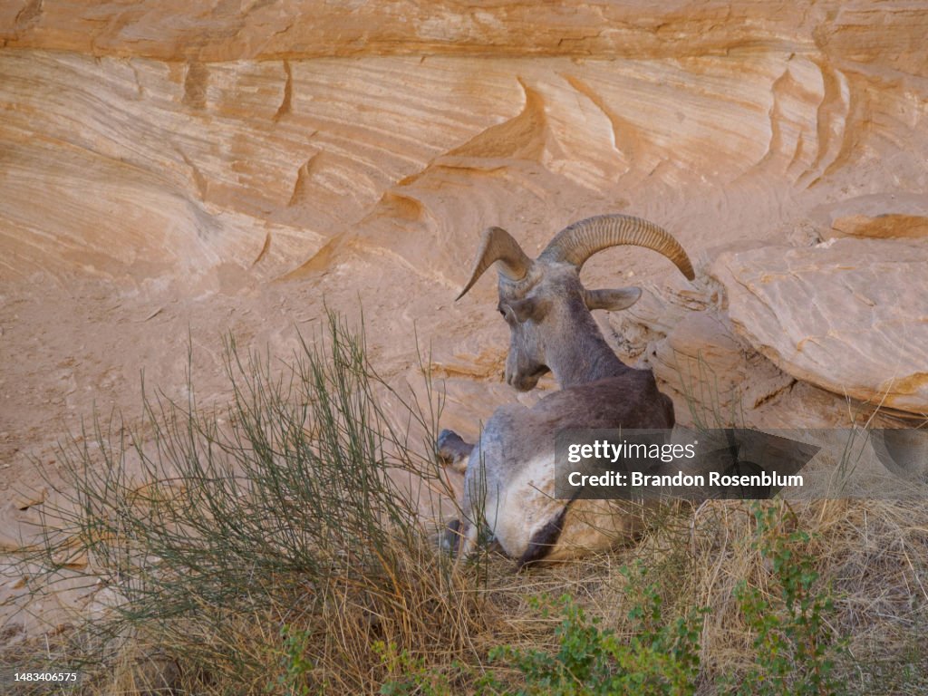 Bighorn sheep in Grand Canyon National Park in Arizona