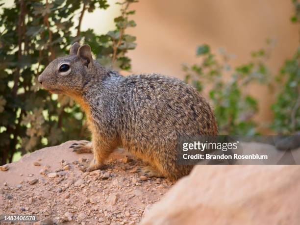 rock squirrel in grand canyon national park in arizona - arizona ground squirrel stock-fotos und bilder