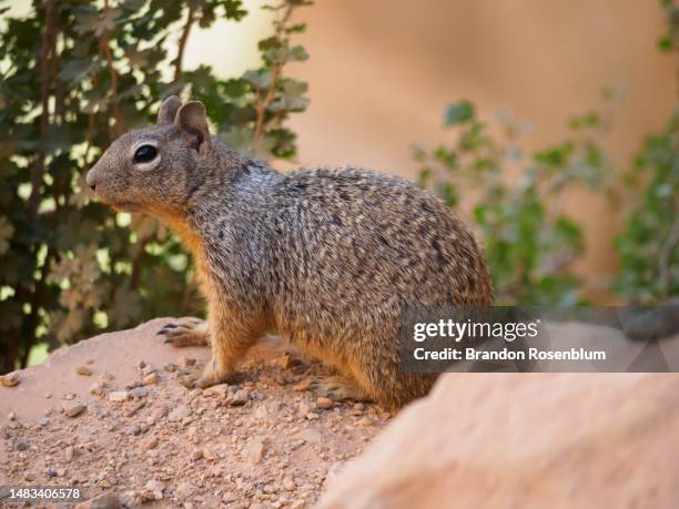 rock squirrel in grand canyon national park in arizona - arizona wildlife stock pictures, royalty-free photos & images