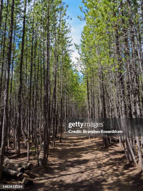 trail to taggart lake in grand teton national park - taggart lake trail stock pictures, royalty-free photos & images