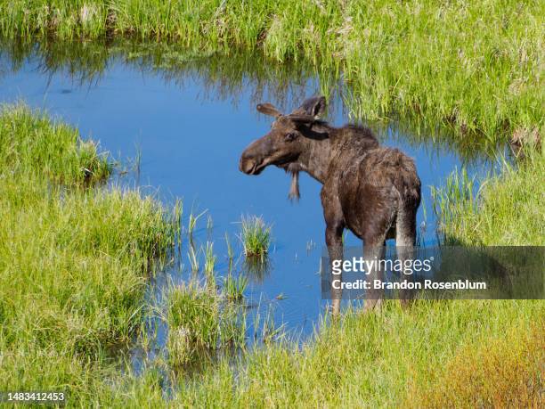 moose in grand teton national park - bull moose jackson stock pictures, royalty-free photos & images