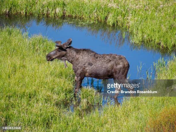 moose in grand teton national park - bull moose jackson stock pictures, royalty-free photos & images