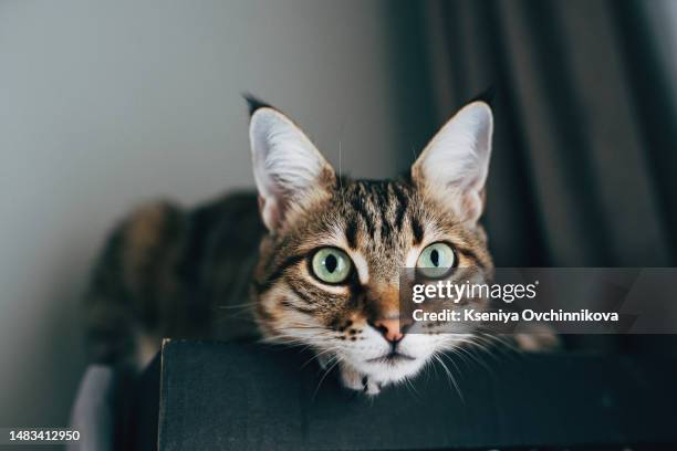 closeup of tabby cat face. fauna background - affectionate cat stock pictures, royalty-free photos & images