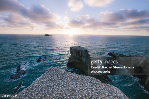 muriwai gannet colony auckland new zealand - オーストラリアシロカツオドリ ストックフォトと画像