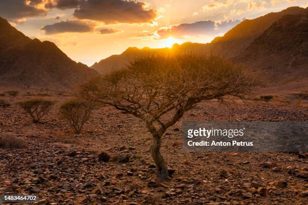 desert landscape in the mountains at sunset - fujairah stock-fotos und bilder
