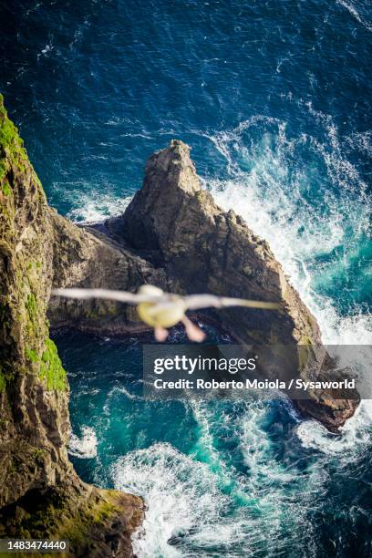 bird flying above the breaking waves of the ocean - faroe islands bildbanksfoton och bilder