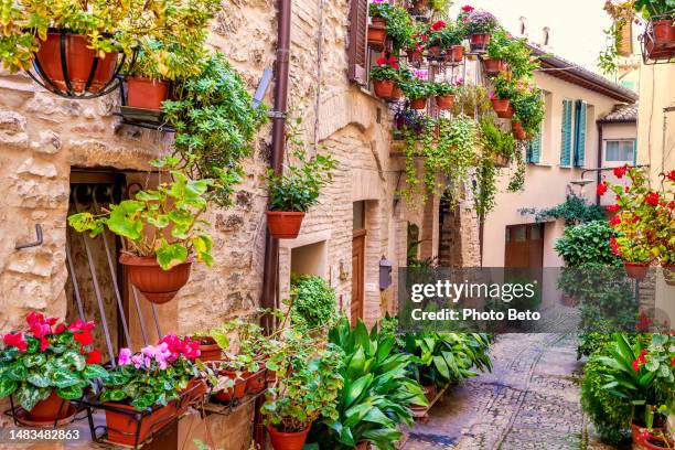 belas plantas floridas decoram um beco de pedra na vila medieval de spello, na úmbria - trepadeira - fotografias e filmes do acervo