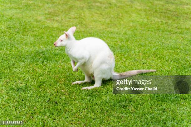 white kangaroo on grass - albino animals ストックフォトと画像