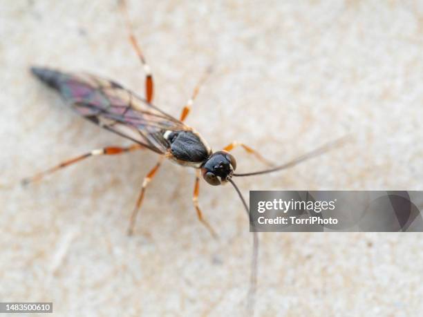 close-up parasitoid wasp - parasit stock-fotos und bilder