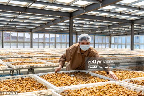a female worker works in the sunshine room of a candied fruit processing factory - gedroogd fruit stockfoto's en -beelden