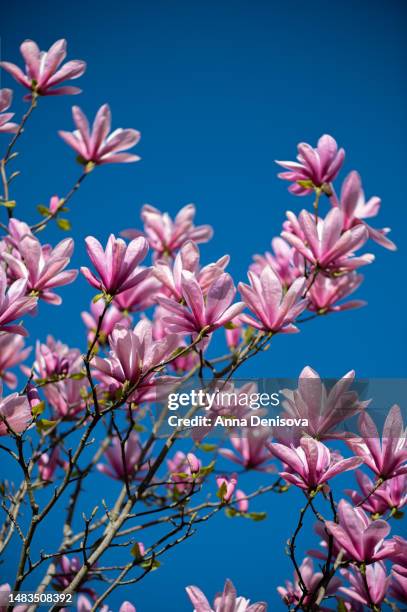 pink magnolia tree with blooming flowers during springtime - magnolia stellata stockfoto's en -beelden