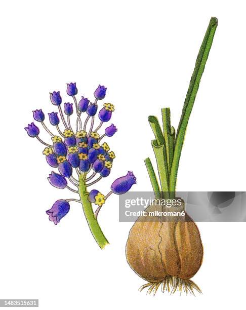 old chromolithograph illustration of botany, tassel hyacinth or tassel grape hyacinth (leopoldia comosa or muscari comosum) - bluebell illustration stock pictures, royalty-free photos & images